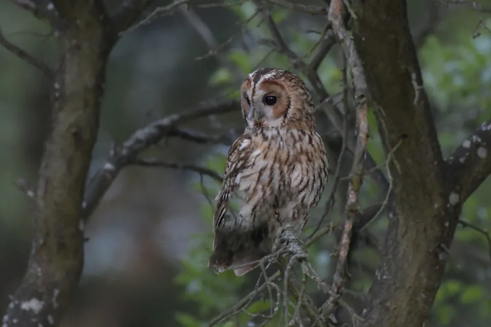 Strix aluco
