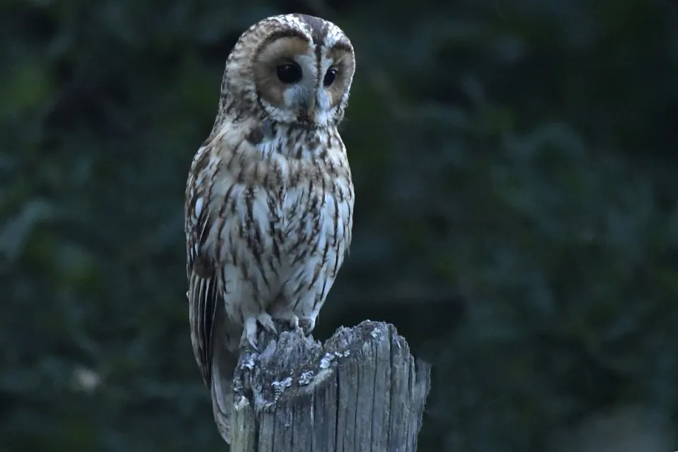 Strix aluco