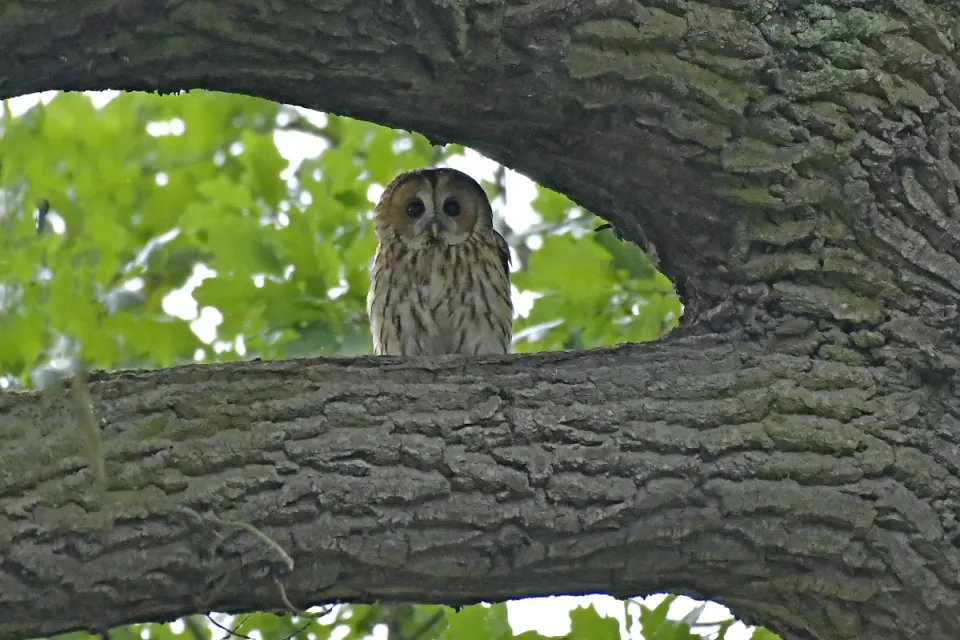 Strix aluco