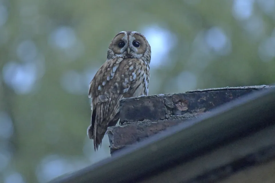 Strix aluco
