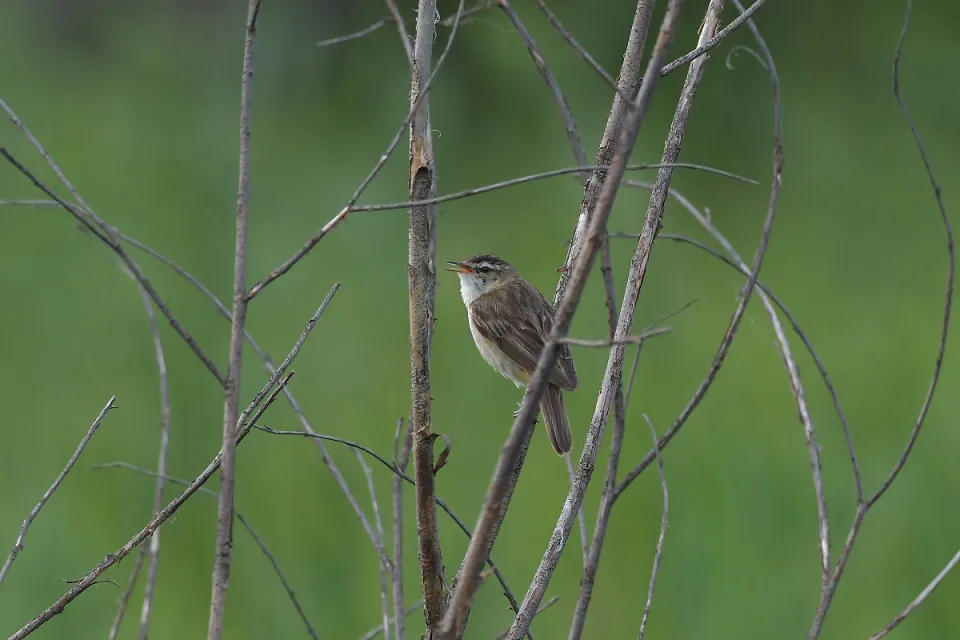 Acrocephalus schoenobaenus