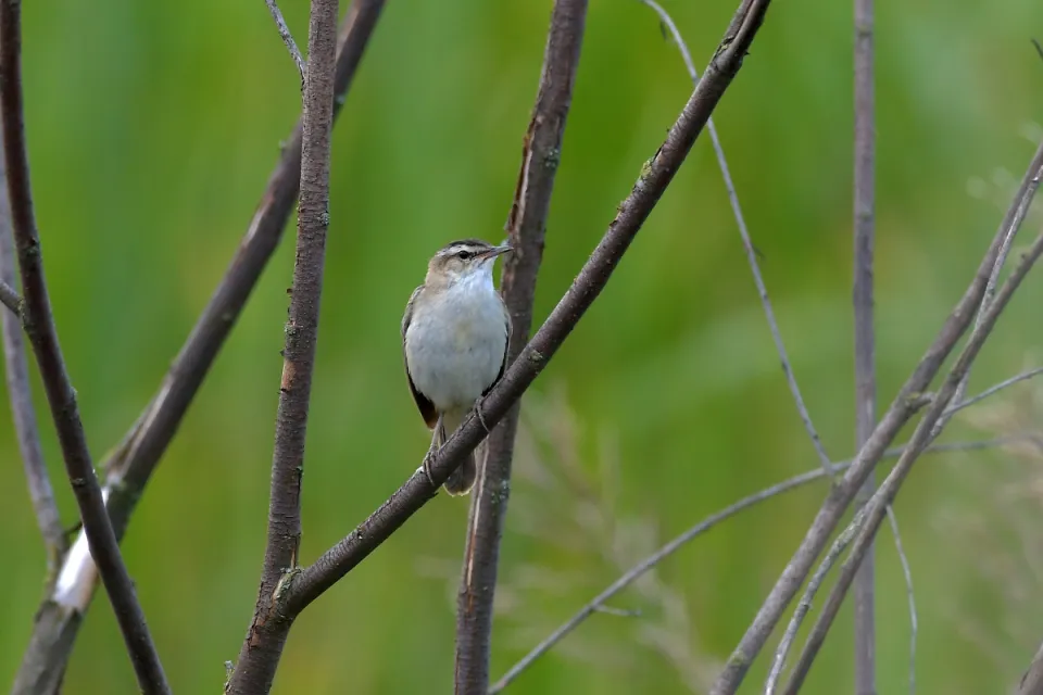 Acrocephalus schoenobaenus