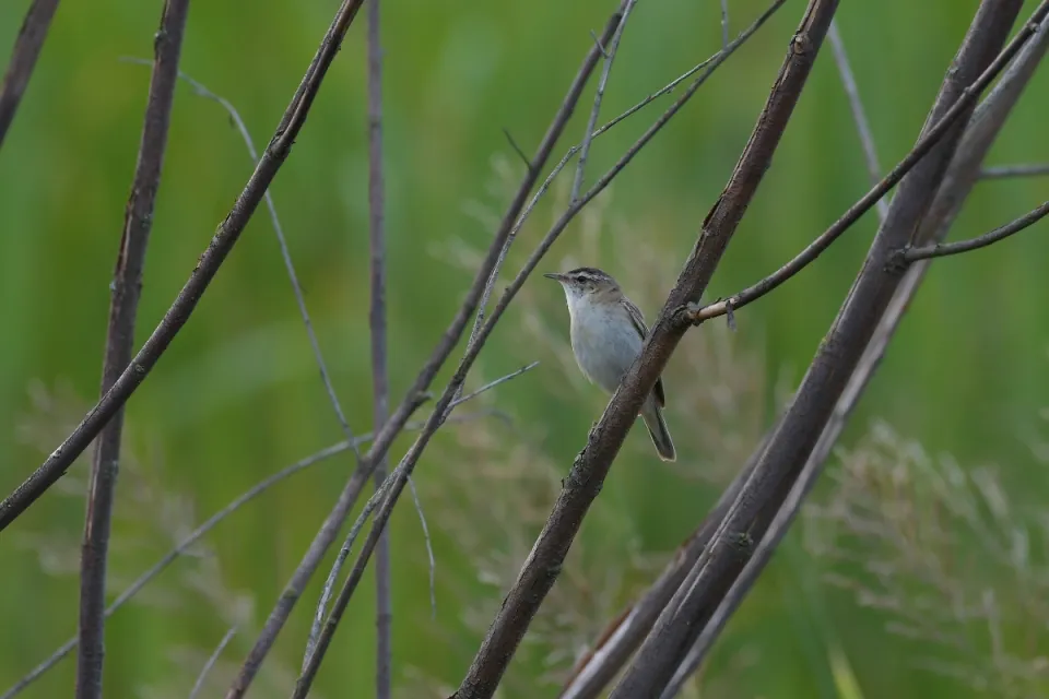Acrocephalus schoenobaenus