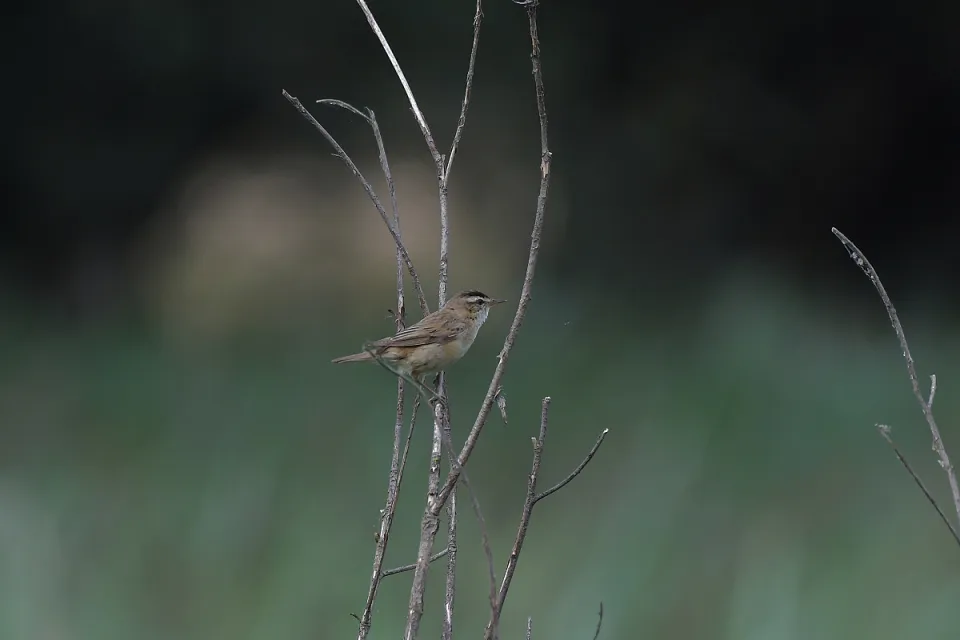 Acrocephalus schoenobaenus