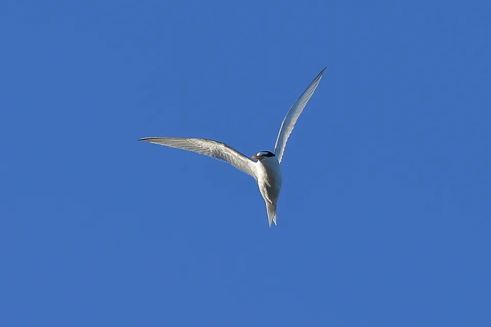 Sternula albifrons
