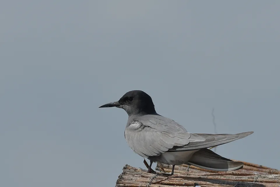 Chlidonios niger
