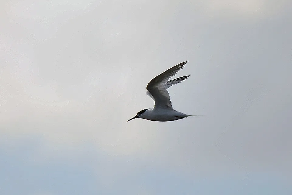 Rybitwa czubata