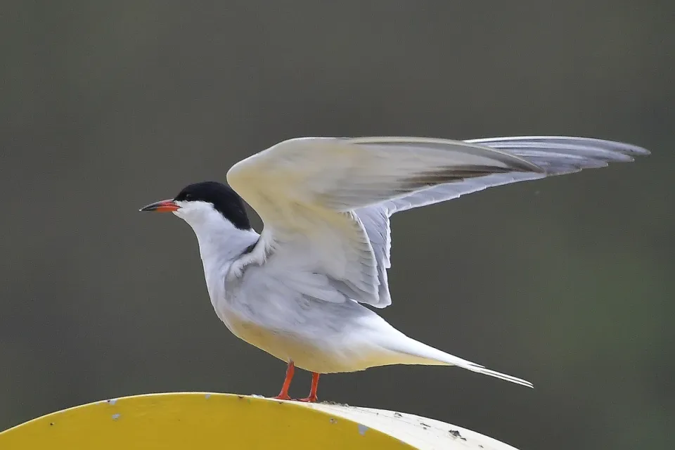 Sterna hirundo