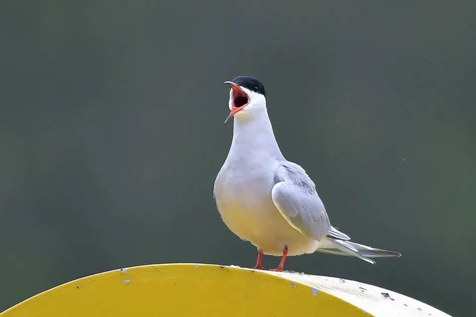 Sterna hirundo