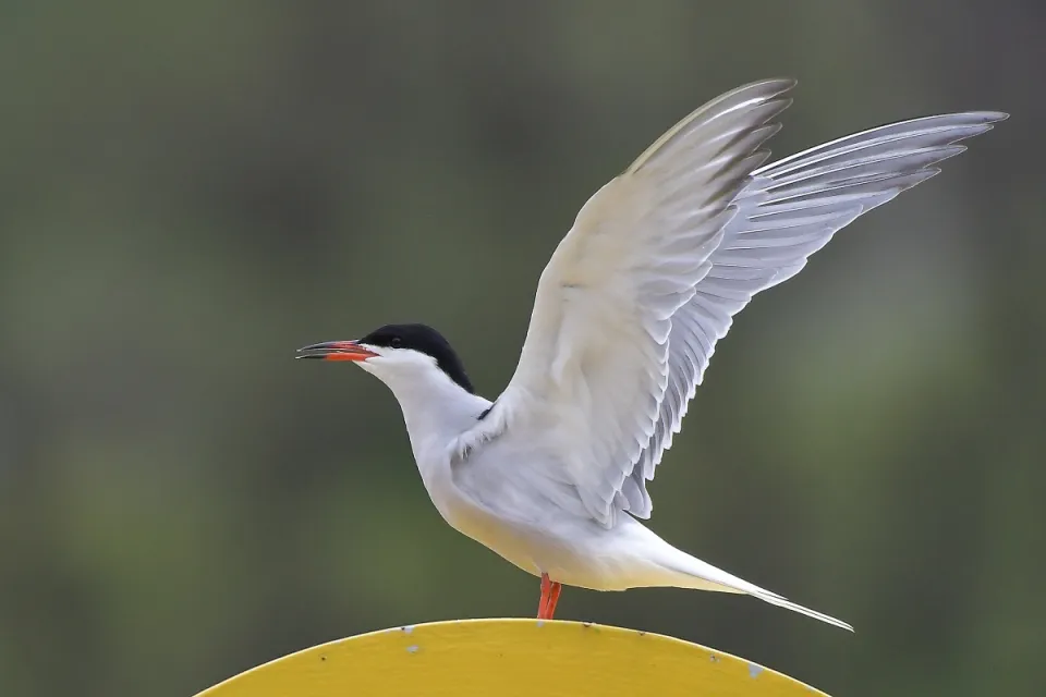 Sterna hirundo