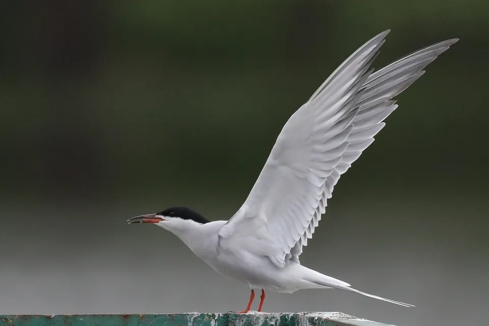 Sterna hirundo