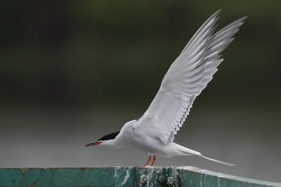 Sterna hirundo