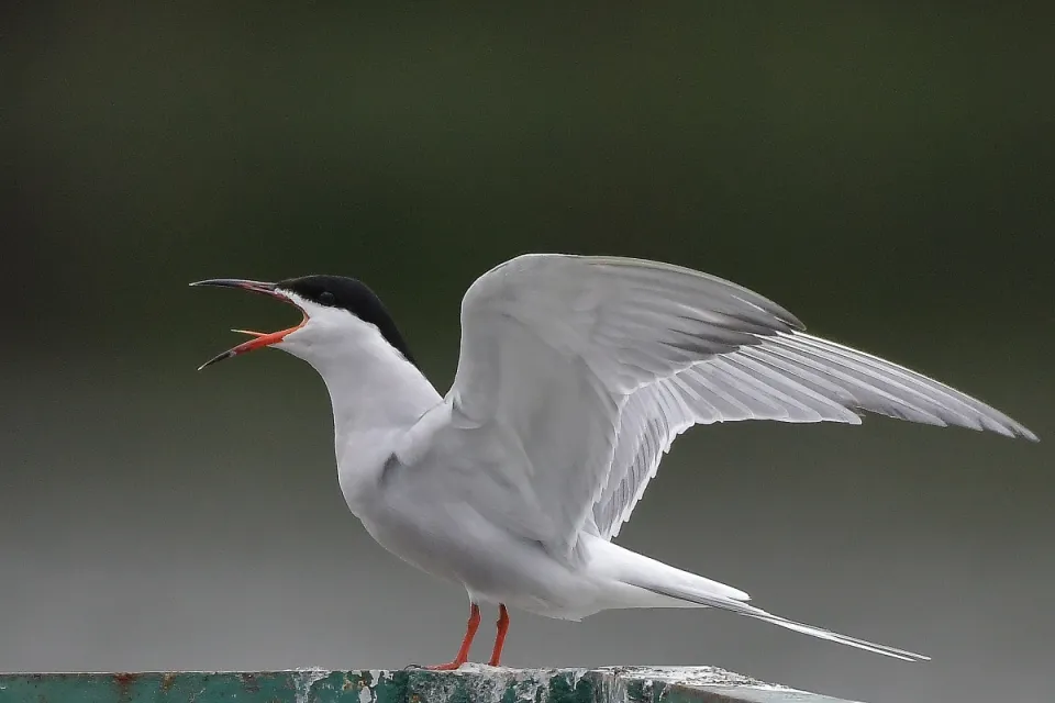 Sterna hirundo
