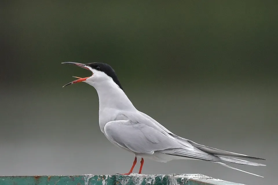 Sterna hirundo