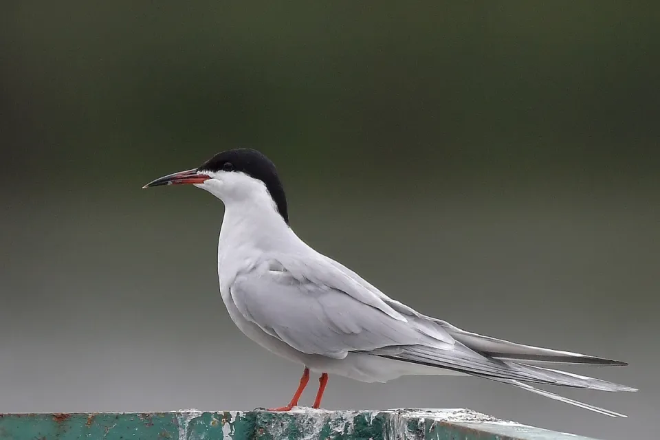 Sterna hirundo