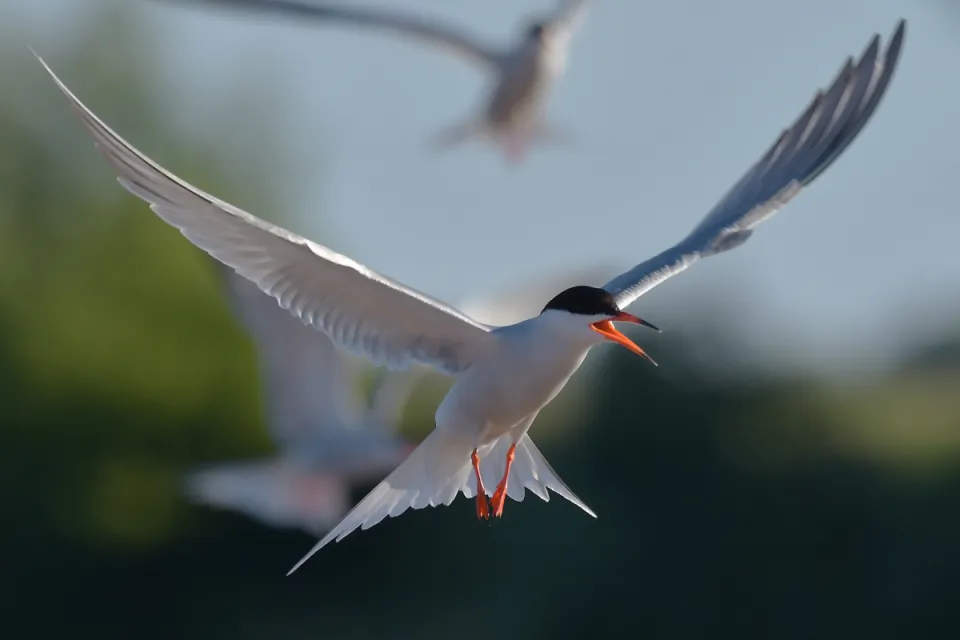 Sterna hirundo