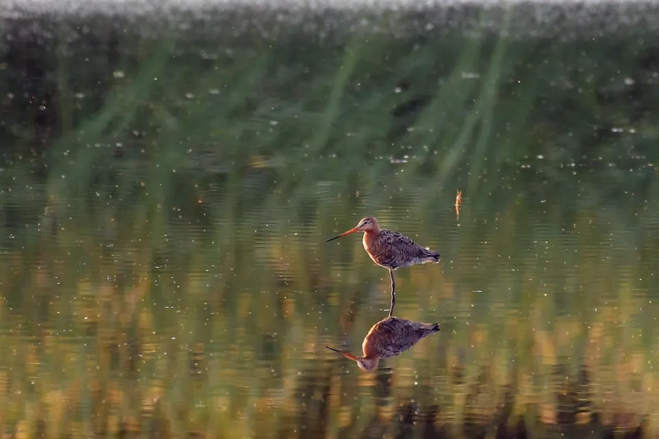 Limosa limosa