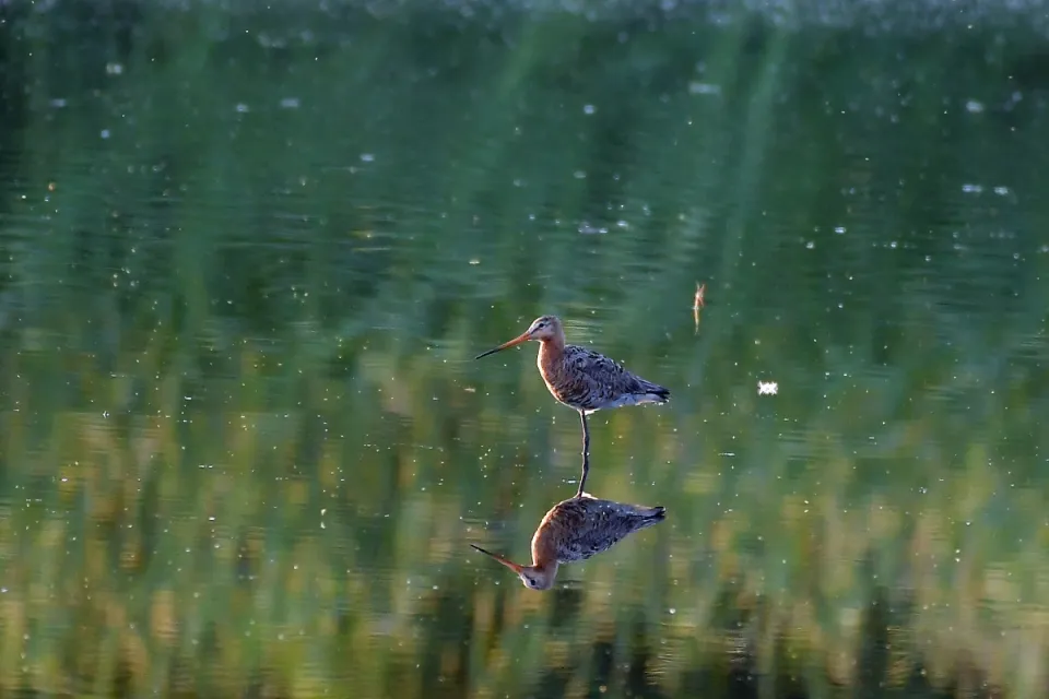 Limosa limosa