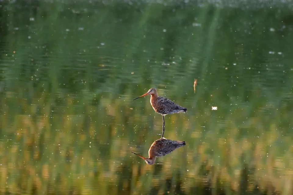 Limosa limosa
