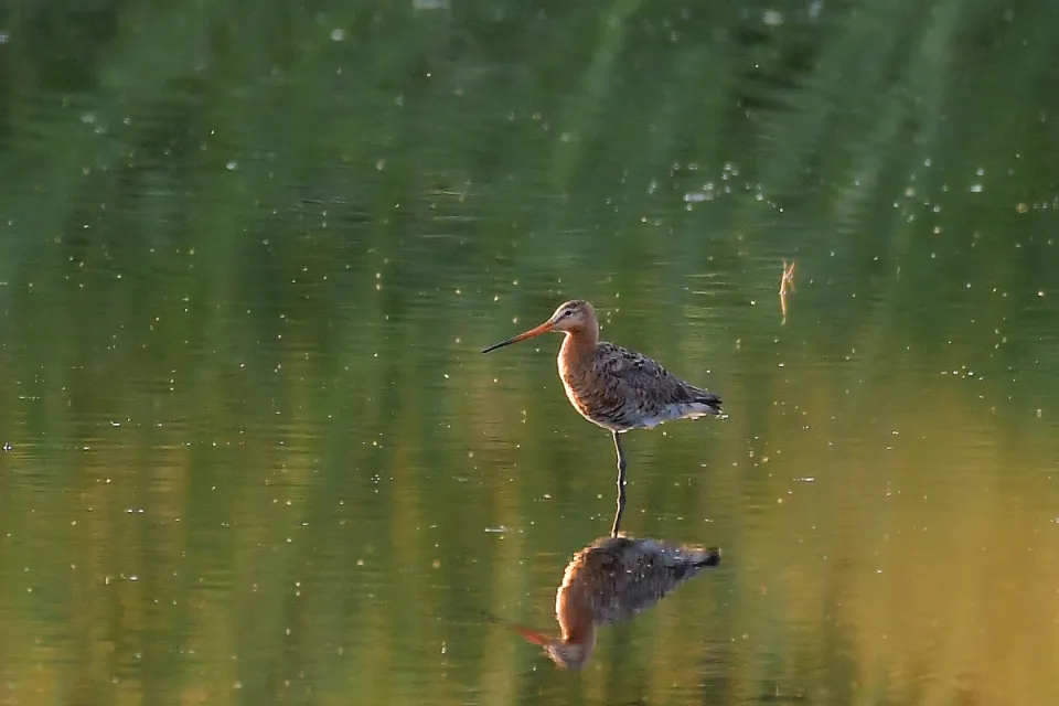 Limosa limosa