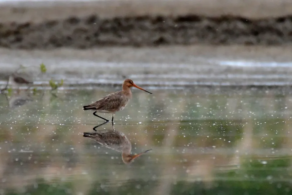Limosa limosa