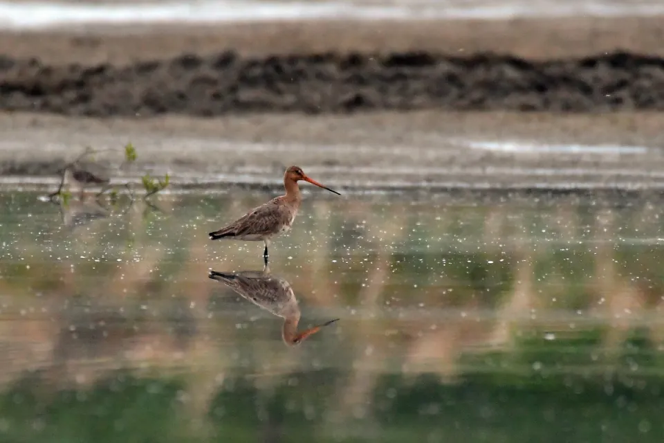 Limosa limosa