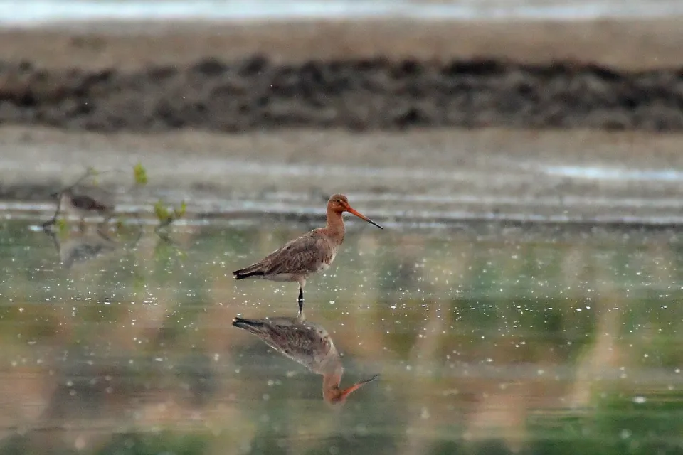 Limosa limosa