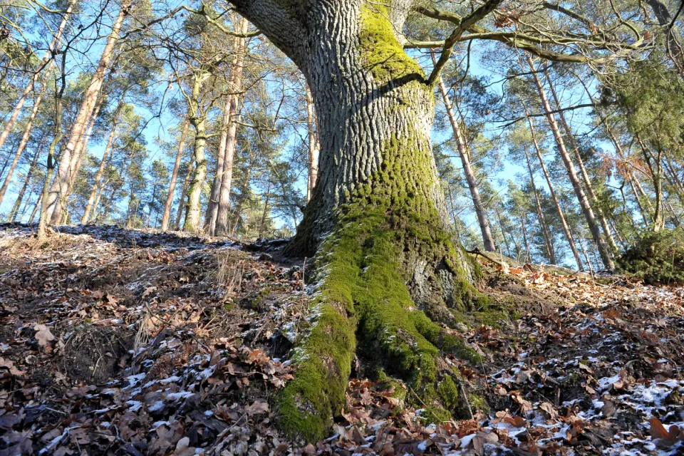 Rzeka Mątawa