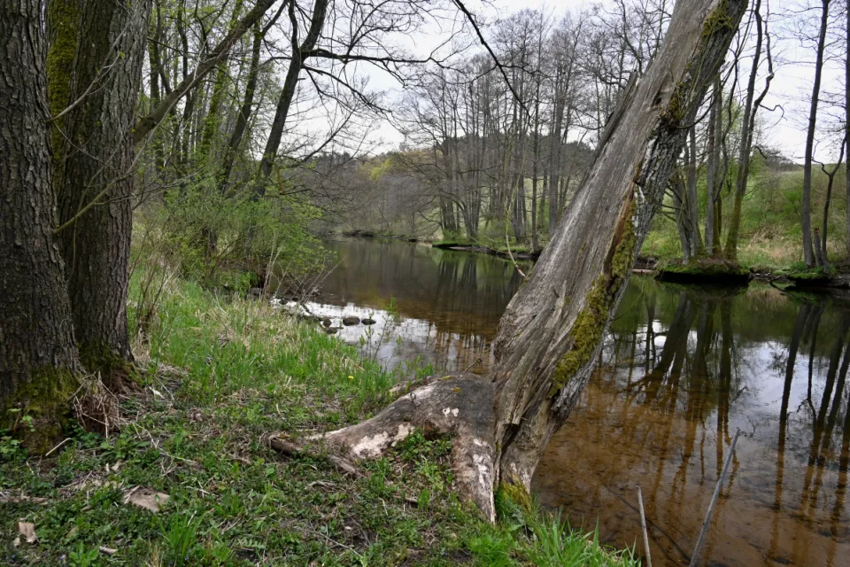 Rzeka Wda