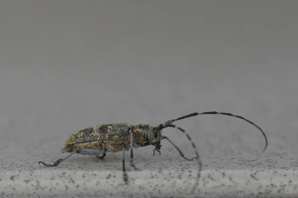 Saperda populnea