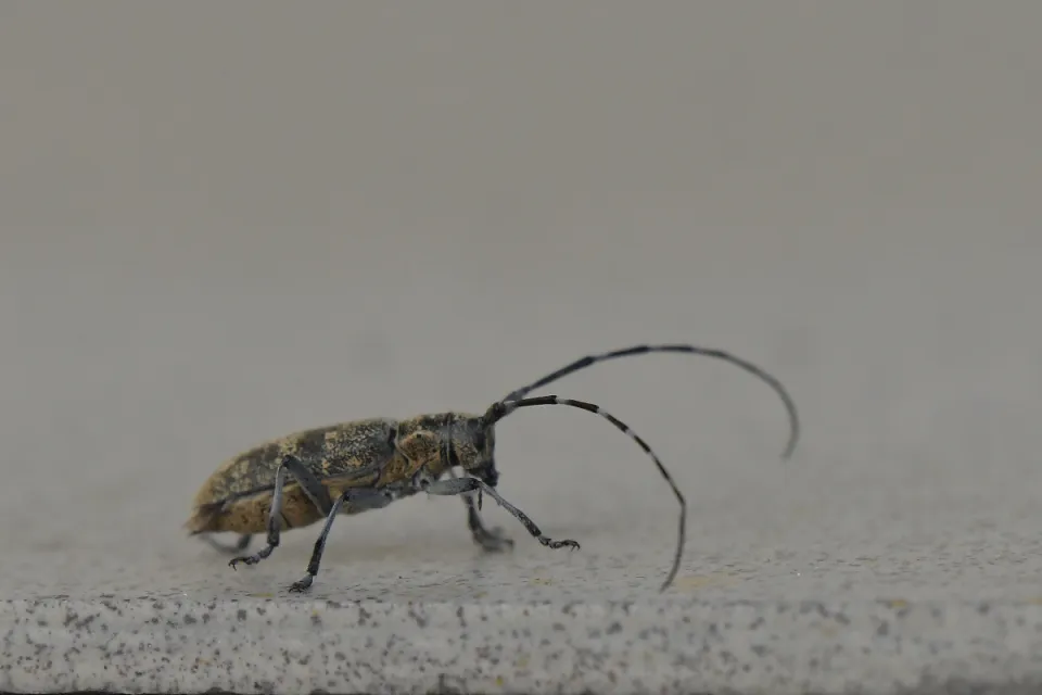 Saperda populnea