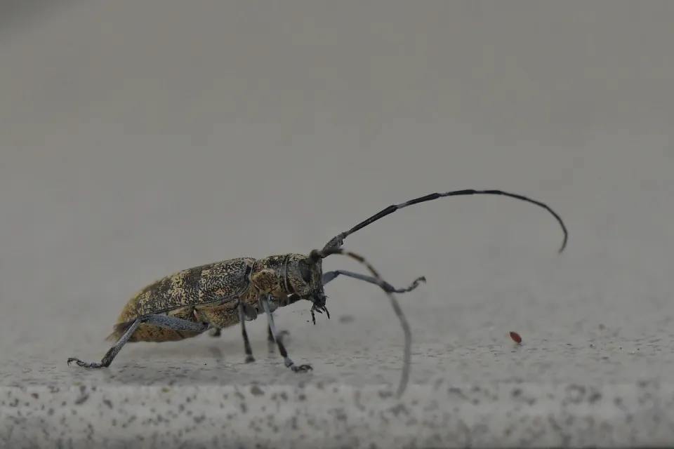 Saperda populnea