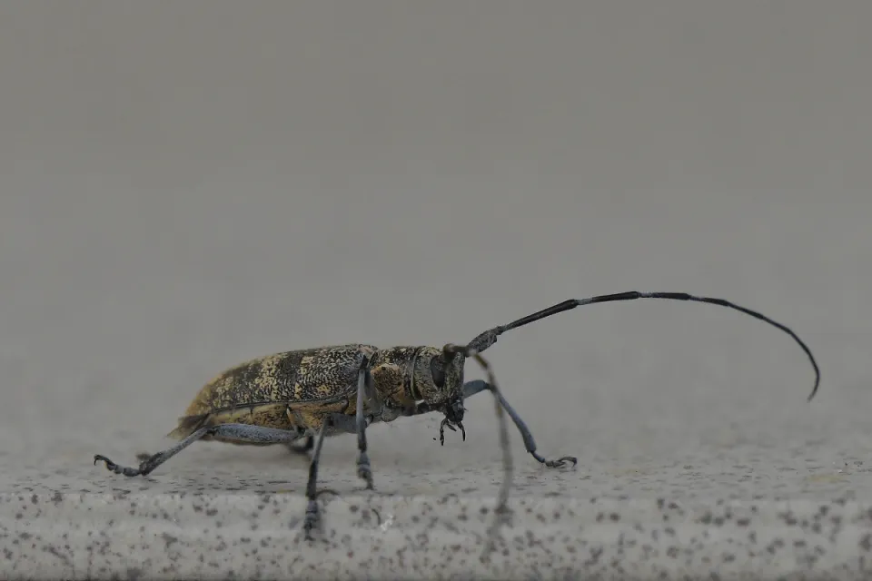 Saperda populnea
