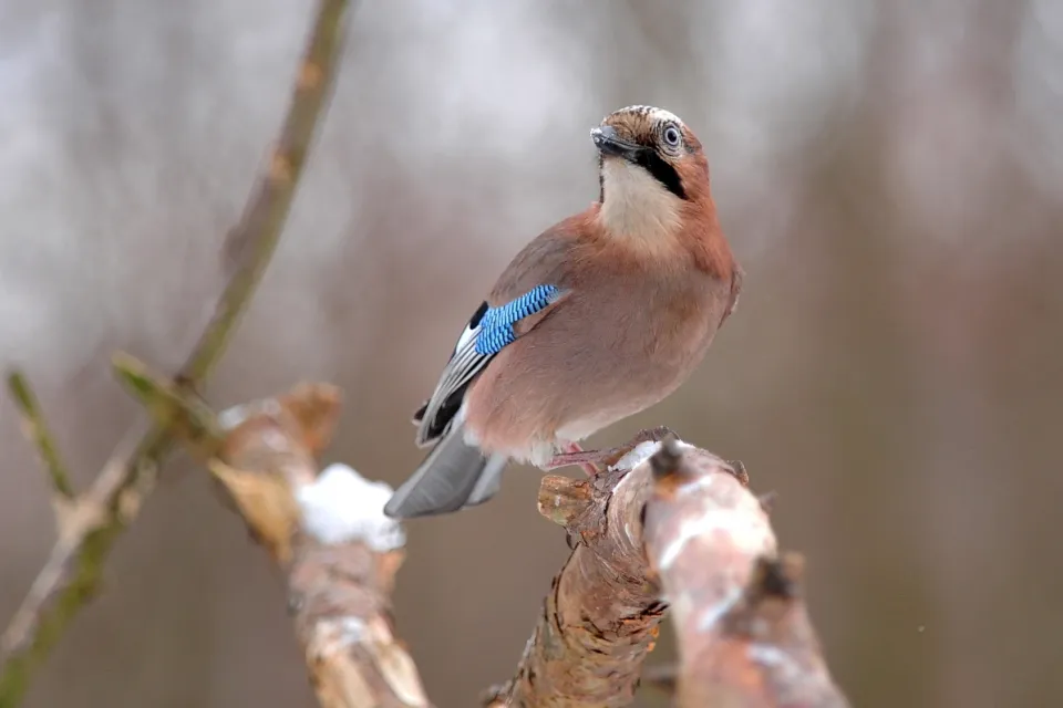 Garrulus glandarius