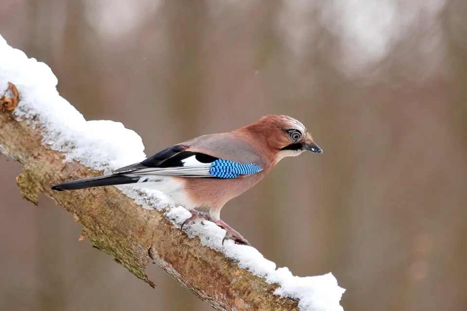 Garrulus glandarius