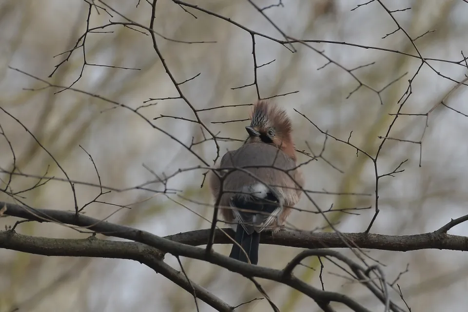 Garrulus glandarius