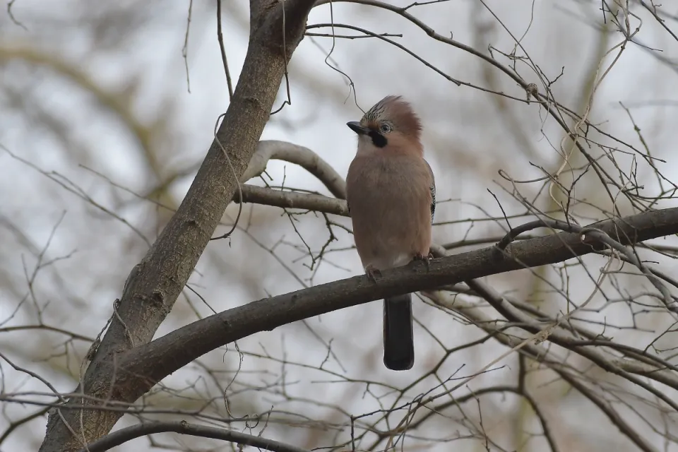 Garrulus glandarius