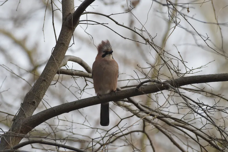 Garrulus glandarius