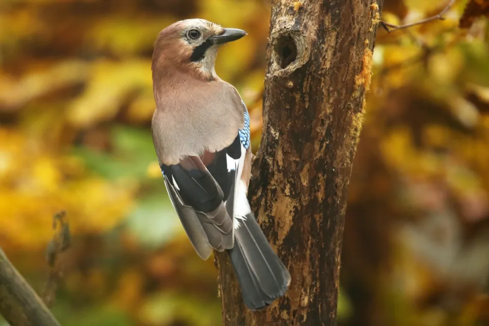 Garrulus glandarius