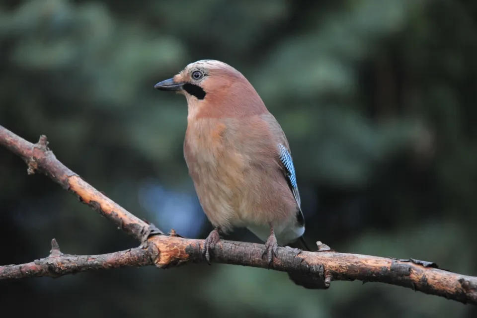 Garrulus glandarius
