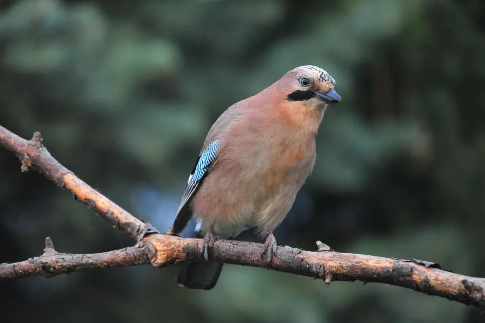 [Garrulus glandarius