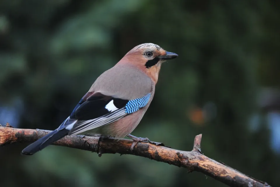 Garrulus glandarius