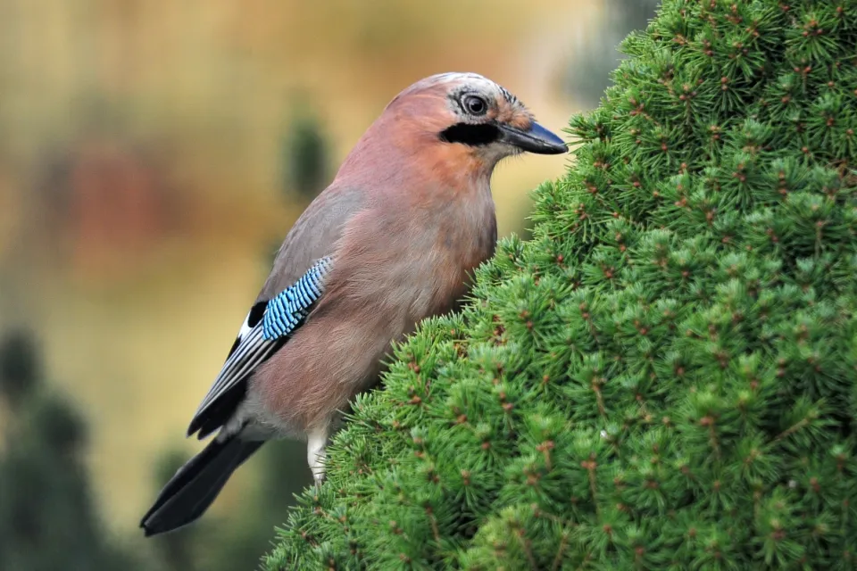 Garrulus glandarius