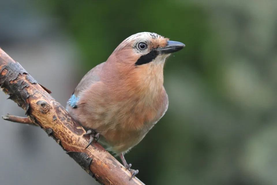 Garrulus glandarius