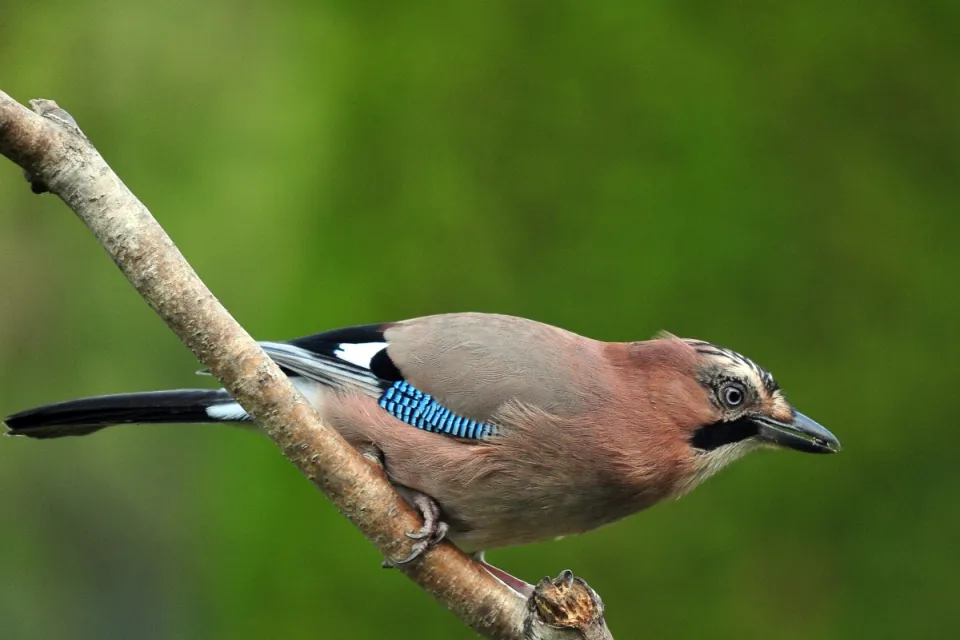 Garrulus glandarius