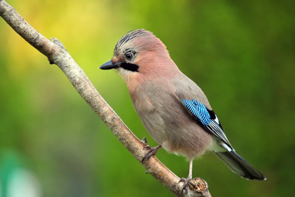 Garrulus glandarius