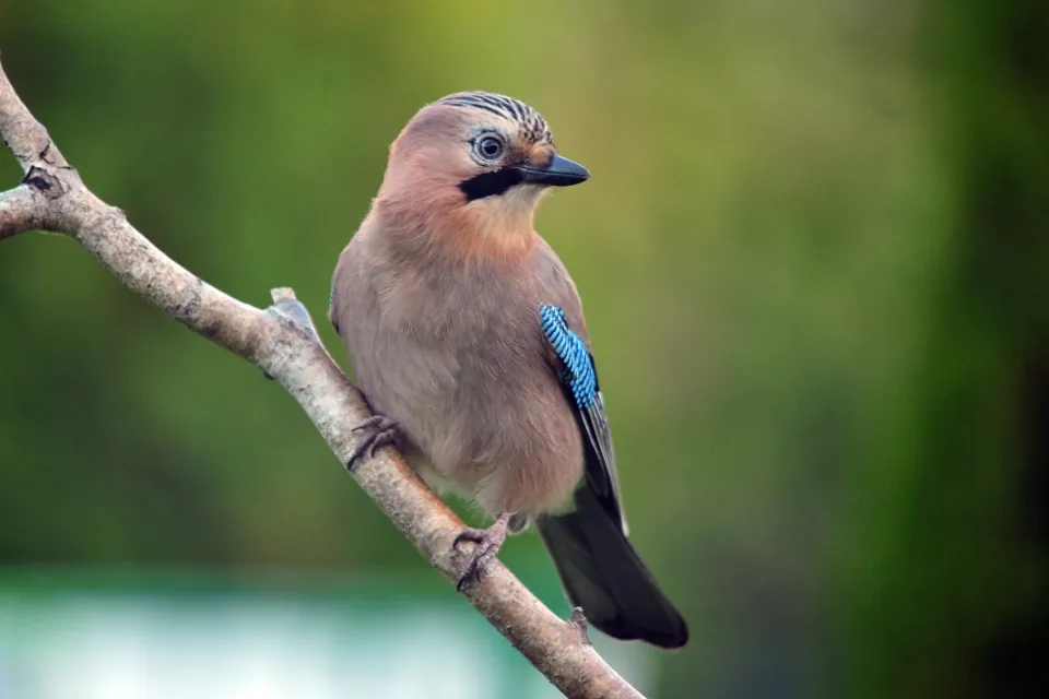 Garrulus glandarius