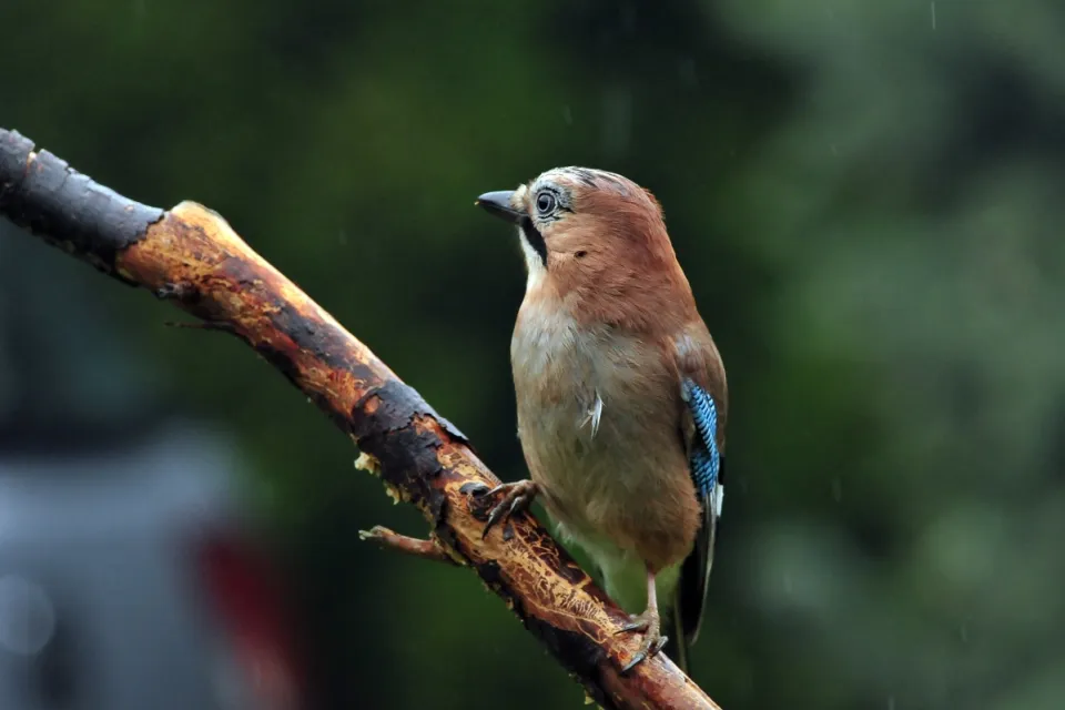 Garrulus glandarius
