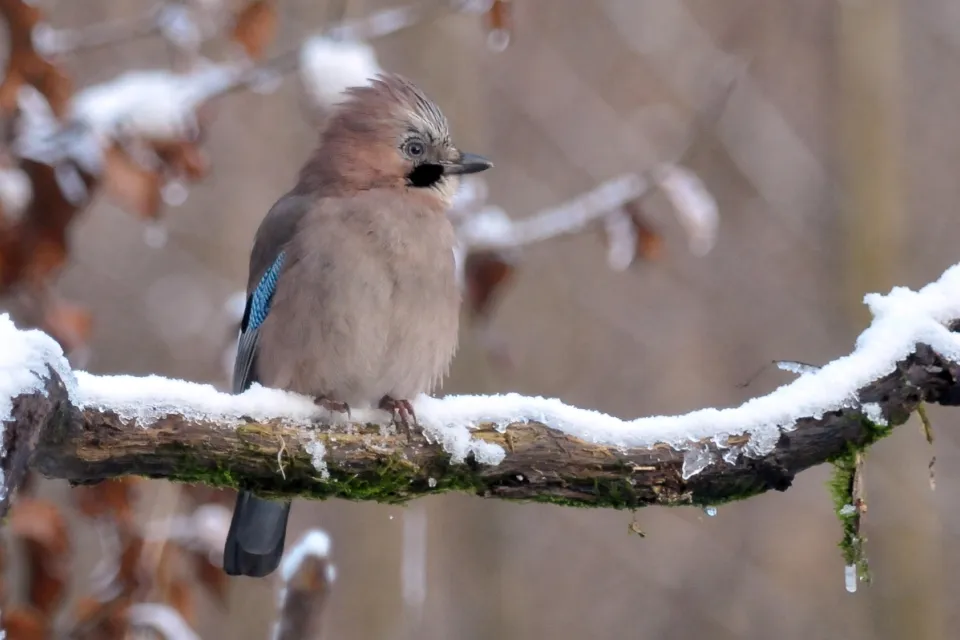 Garrulus glandarius