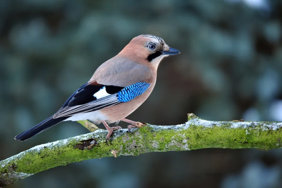 Garrulus glandarius